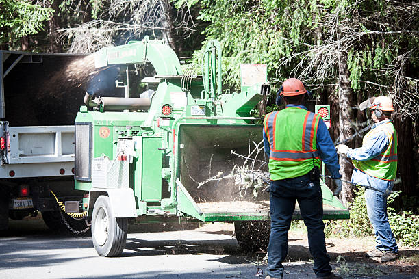 Best Fruit Tree Pruning  in USA